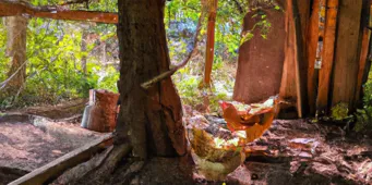 Un poulailler rustique avec des poules explorant une cour ensoleillée