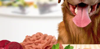 Chien mangeant un repas préparé à partir de viande achetée en gros