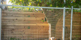 Clôture mixte en bois et grillage pour chien dans un jardin